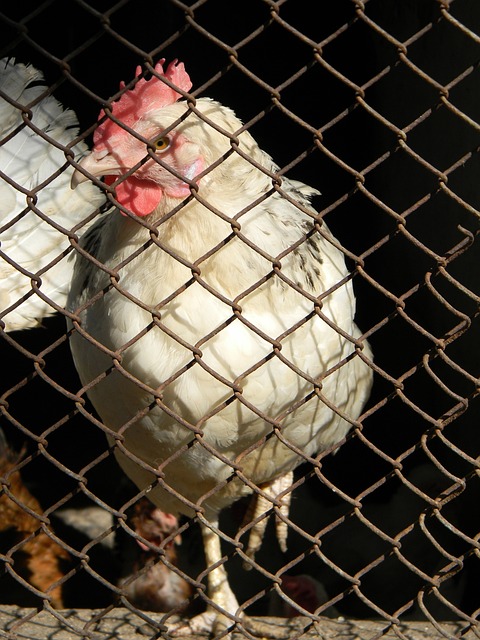 将迈克尔 将迈克尔